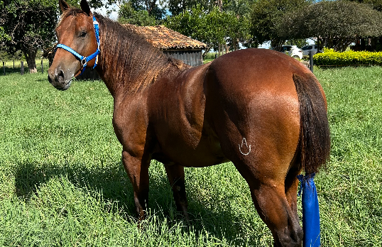 PATRON POPNIX